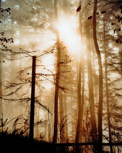 Sonne bricht durch den Wald