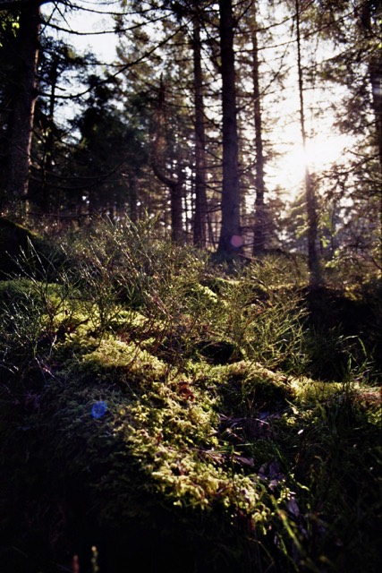 Moosiger Waldboden im Gegenlicht