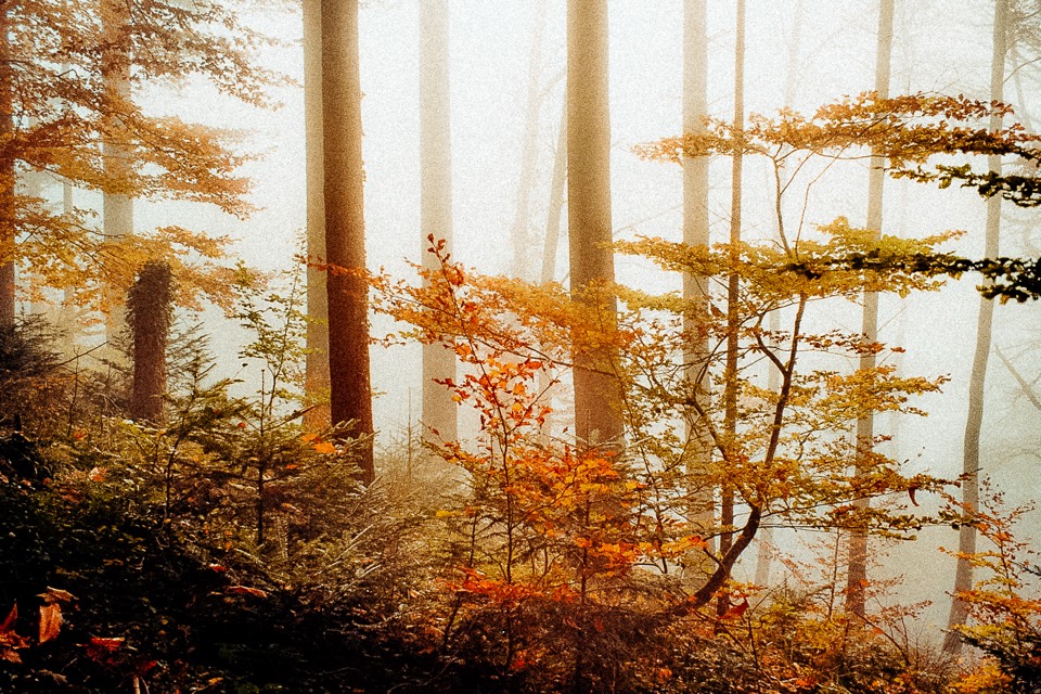 Herbstwald im Nebel