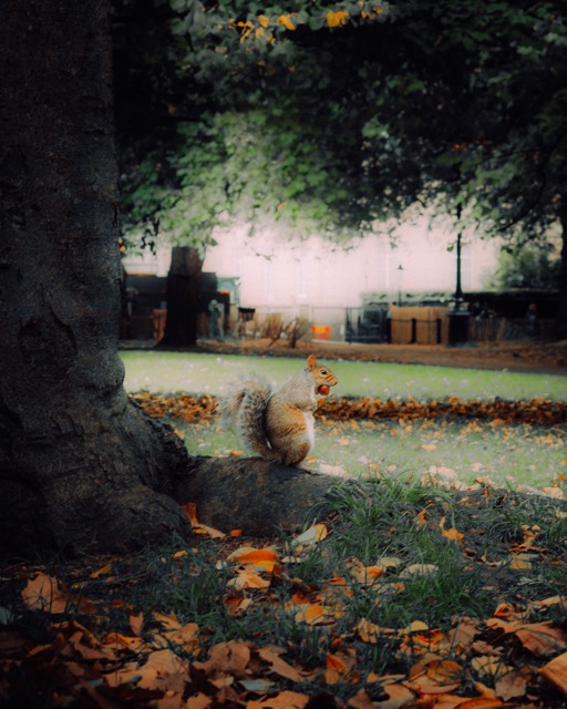Eichhörnchen im Herbstlaub unter einem Baum
