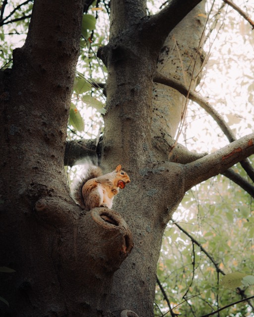Eichhörnchen am Baumstamm