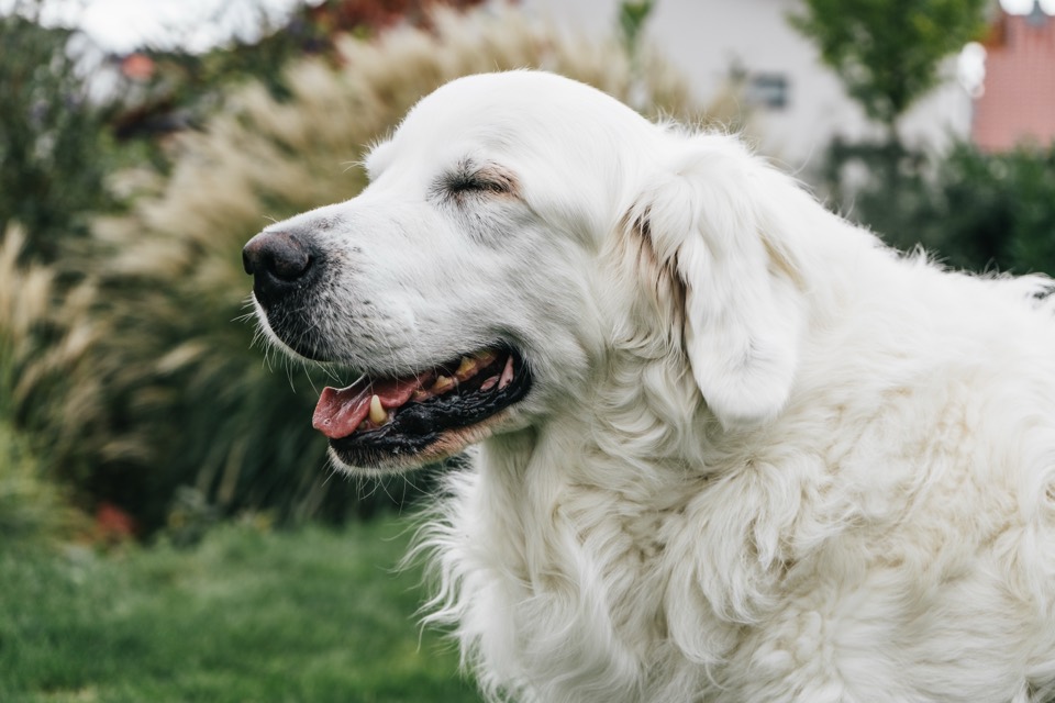 Weißer Hund mit geschlossenen Augen im Garten