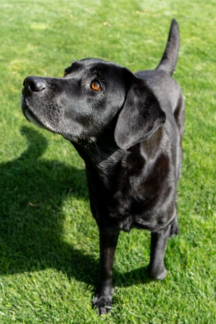 Schwarzer Labrador im Gras schaut nach oben