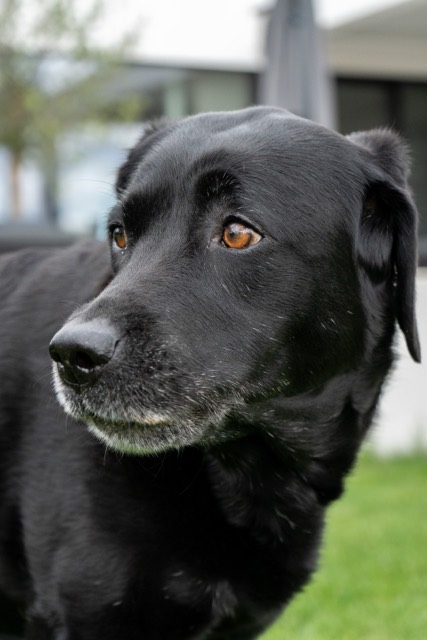 Porträt eines schwarzen Labradors