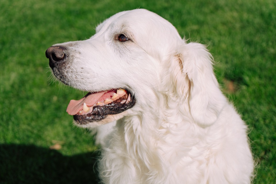 Weißer Hund im Profil mit offenem Maul