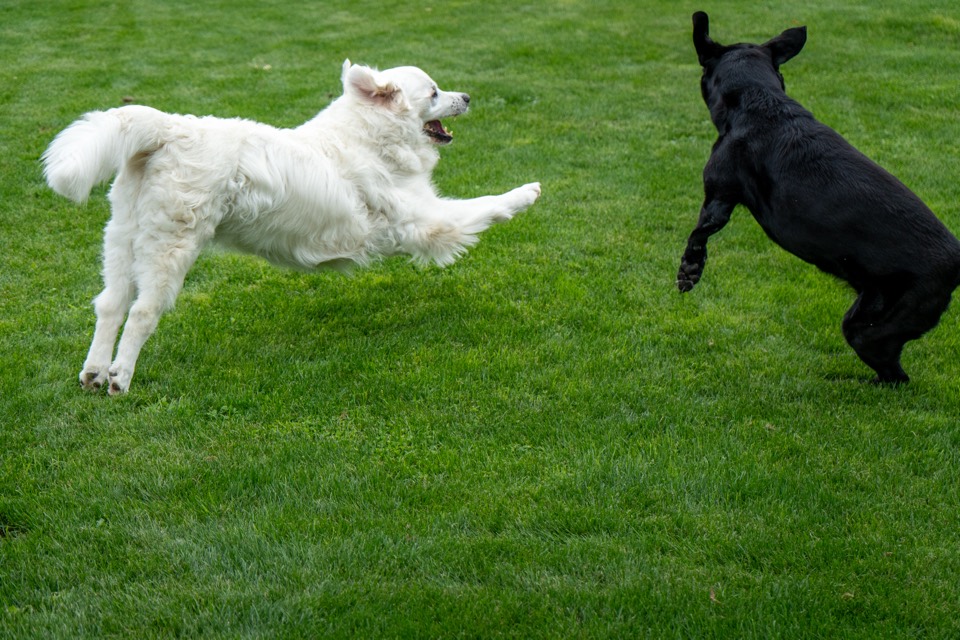 Zwei Hunde springen spielend aufeinander zu