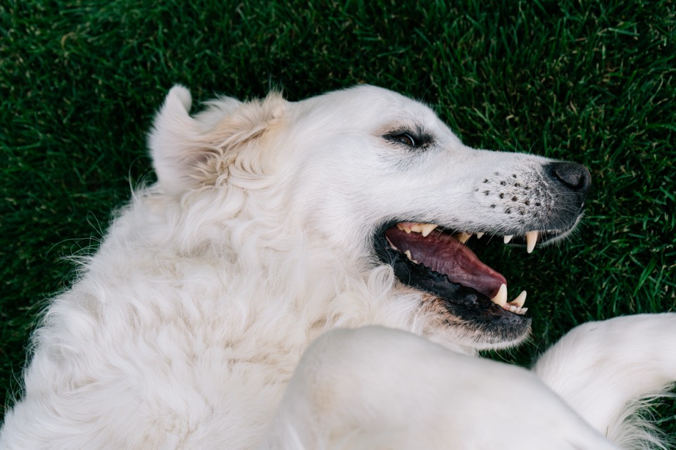 Weißer Hund liegt im Gras und zeigt die Zähne